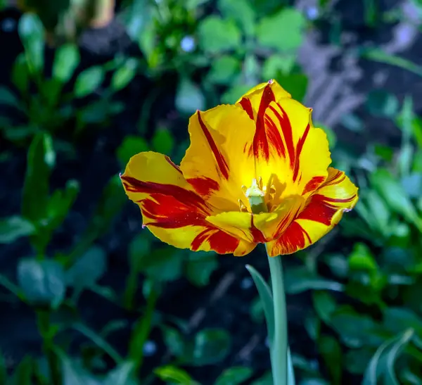 绿树成荫 绿树成荫 绿树成荫 绿树成荫 绿树成荫 — 图库照片