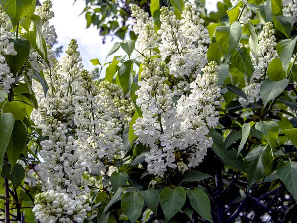 Floración Color Lila Blanco Las Ramas Primavera —  Fotos de Stock