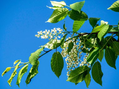 Beyaz kuş, mavi gökyüzüne karşı dallarda çiçek açar.