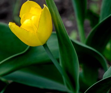 İlk sarı laleler bahçede çiçek açtı.