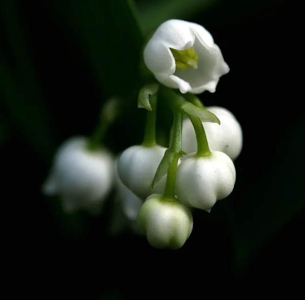 Kwitnące Lilie Pachnące Doliną Ogrodzie Kwiaty Łacińskiej Nazwie Convallaria Majalis — Zdjęcie stockowe