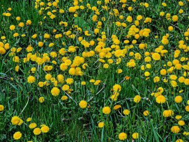Sarı çiçekli ilkbahar karahindibaları. Güneşin aydınlattığı yeşil çimenlerin üzerinde.