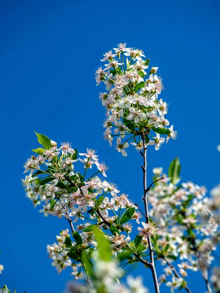 Gyönyörű Ágak Cseresznyevirág Makró Ellen Kék — Stock Fotó
