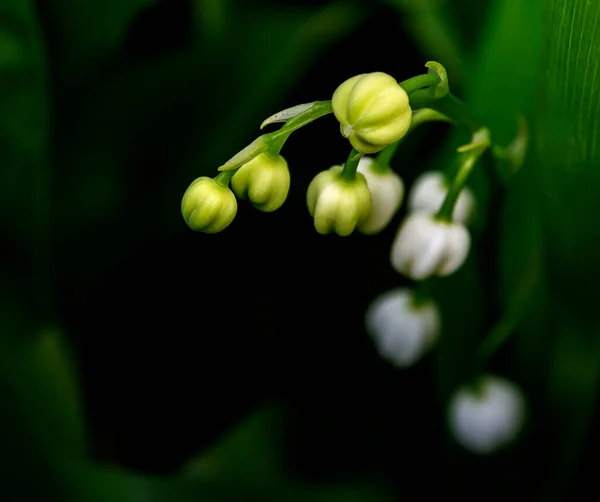 Blühende Duftende Maiglöckchen Garten Blumen Mit Dem Lateinischen Namen Convallaria — Stockfoto