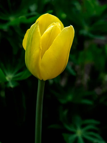 Premières Tulipes Jaunes Fleuries Dans Jardin — Photo