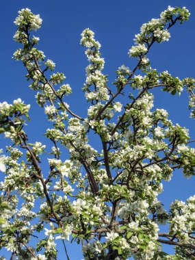 Çiçek açan elma ağacının güzel dalları mavi gökyüzüne karşı