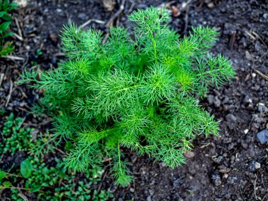 Genç yeşil dereotu baharda yatakta büyüdü.