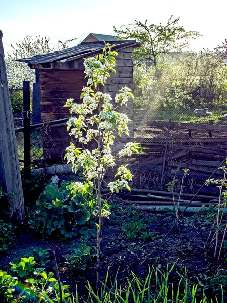 Florece Peral Joven Jardín — Foto de Stock