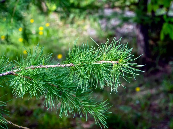 Lariks Takjes Het Voorjaar Met Verse Fijne Naalden — Stockfoto