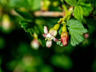 Yaprakların arka planında bektaşi üzümünün çiçek açması, bahar zamanı kavramı.