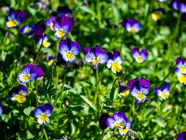 Blooms Violet Tricolor Plant Latin Name Viola Tricolor Plant Medicinal — Stock Photo, Image