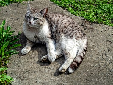 Bahçede yeşil yeşil çimler arasında parlak yeşil gözlü gri beyaz bir kedinin portresi