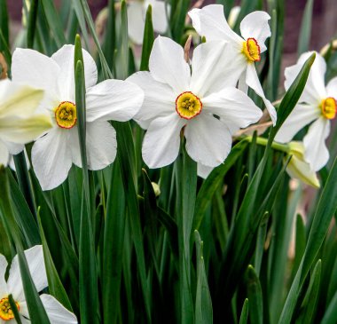 Beyaz Narcissus, Latince isimli bir bitki Bahçede Narcissus, makro