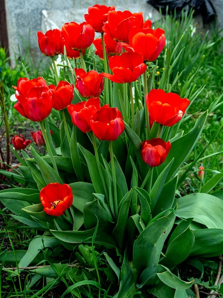 Tulipas Vermelhas Frescas Jardim Entre Vegetação — Fotografia de Stock