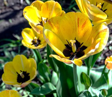 İlk sarı laleler bahçede çiçek açtı.