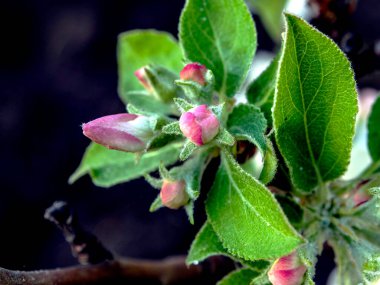 güzel taze elma tomurcukları ve bir dalda çiçekler, makro, dar odak alanı