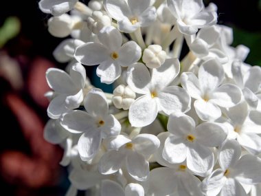 İlkbaharda dallarda açan beyaz leylak, makro
