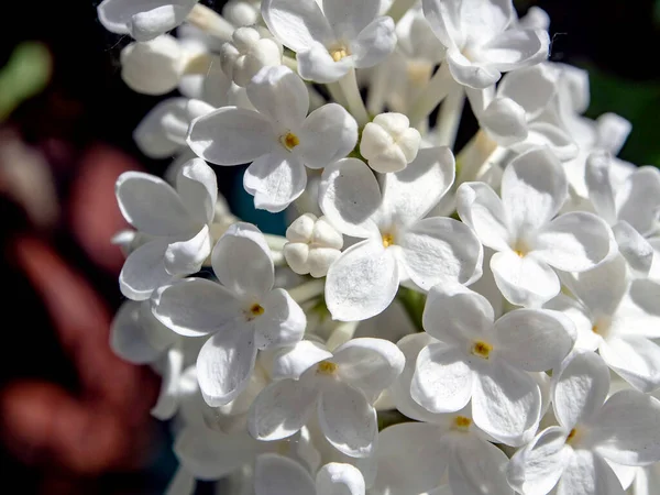 İlkbaharda dallarda açan beyaz leylak, makro