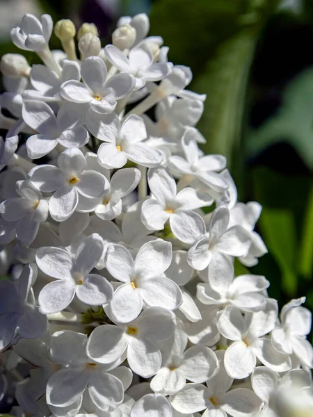 Blühender Weißer Flieder Zweigen Frühling Makro — Stockfoto