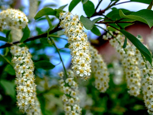 Fiori Ciliegio Uccello Bianco Sui Rami Contro Cielo Blu — Foto Stock