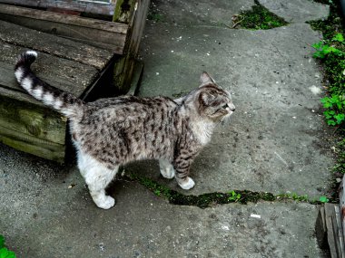 Bahçede yeşil yeşil çimler arasında parlak yeşil gözlü gri beyaz bir kedinin portresi