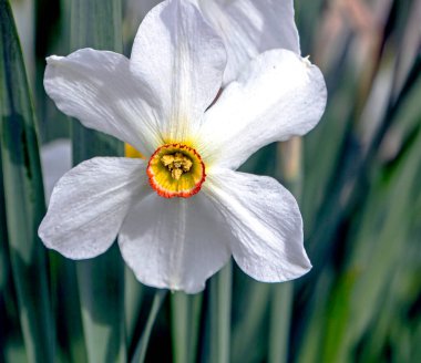 Beyaz Narcissus, Latince isimli bir bitki Bahçede Narcissus, makro