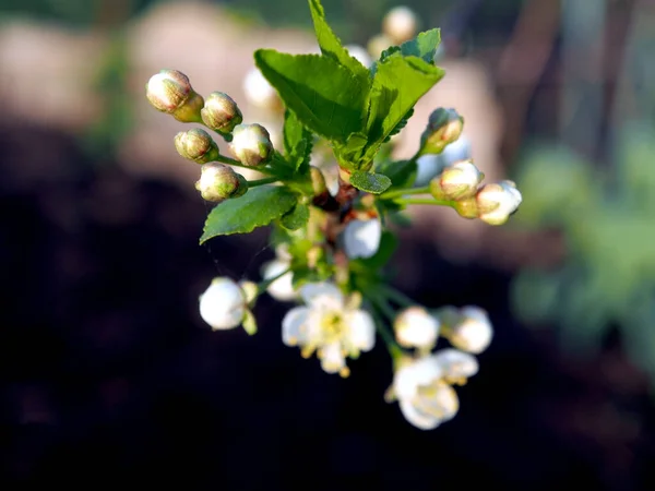 マクロ 狭い焦点領域に美しい新鮮なAppleの芽と花 — ストック写真