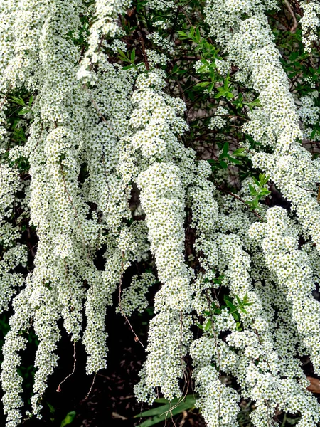 Beautiful White Flowering Shrub Latin Name Spiraea — Stock Photo, Image