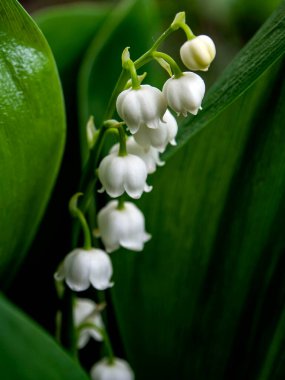 Bahçedeki vadinin çiçekli çiçekleri. Latince adı Convallaria majalis olan çiçekler. Karanlık doğal arka plan, makro, dar odak noktası.