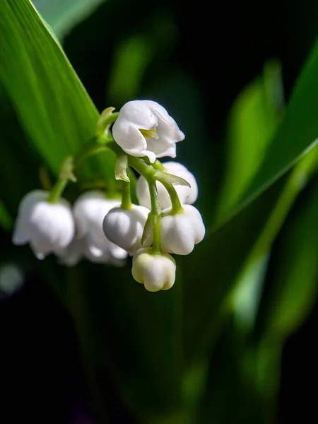 Blooming Fragrant Lilies Valley Garden Flowers Latin Name Convallaria Majalis — Stock Photo, Image