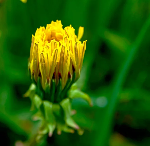 Yellow Blooming Spring Dandelions Macro Narrow Focus Zone Bokeh — Stock Photo, Image