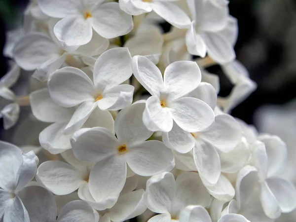 stock image blooming white lilac on branches in spring, macro