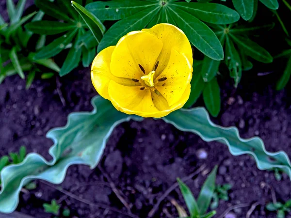 Sarı Laleler Bahçede Çiçek Açtı — Stok fotoğraf
