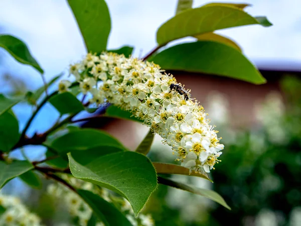 Fiori Ciliegio Uccello Bianco Sui Rami Contro Cielo Blu — Foto Stock