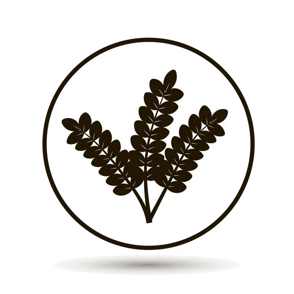 Вуха Пшениці Зернових Вухо Вівса Житні Вуха — стоковий вектор
