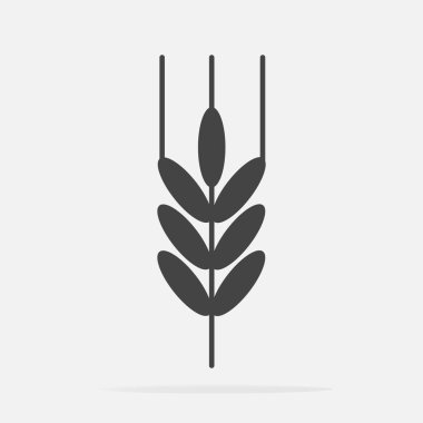 Kulakları buğday, Mısır gevreği. Yulaf kulak. Çavdar kulaklar. 