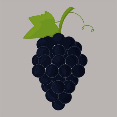 Vektör görüntü üzüm