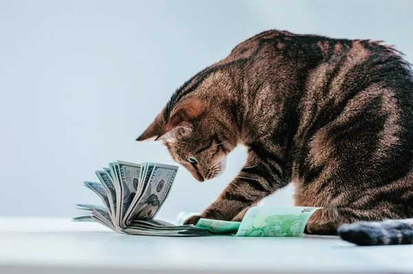 Cat on a background of a bundle of money. Animal donation concept. Mixed media