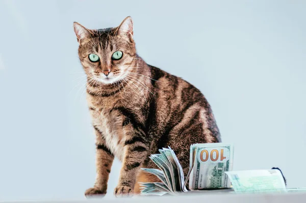 Cat on a background of a bundle of money. Animal donation concept. Mixed media