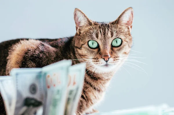 Cat on a background of a bundle of money. Animal donation concept. Mixed media