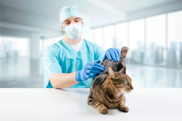 Veterinarian examines a cat on the table. Medical concept. Pets. Mixed media