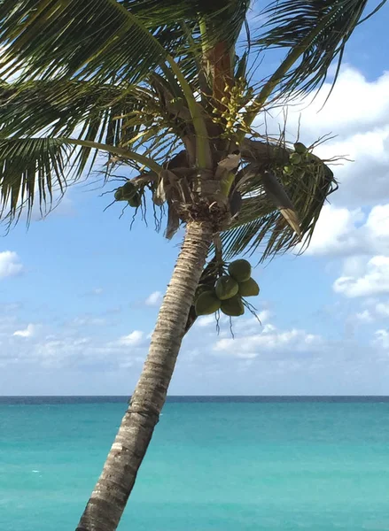 Palmera con cocos sobre el océano. Hermosa línea de horizonte y agua turquesa. Costa Atlántica de Cuba —  Fotos de Stock