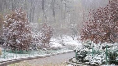 Botanik Bahçesi Park, erken kış kar