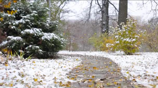 Ранняя зима в парке, снег в ботаническом саду — стоковое видео