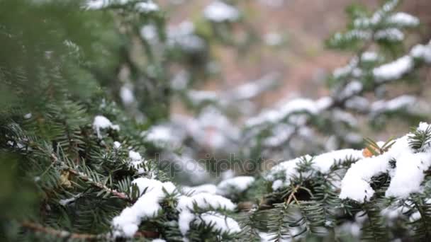 Close-up de ramos de árvore de natal com neve, nevando no jardim botânico — Vídeo de Stock