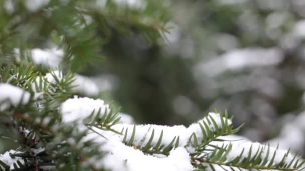 Szczelnie-do góry gałęzi choinki z śnieg, śnieg w ogrodzie botanicznym — Wideo stockowe