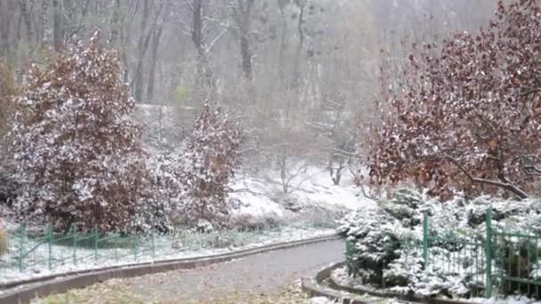 Tidig vinter i parken, snö i botaniska trädgården — Stockvideo