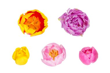 Lale tomurcukları farklı kamera açıları üzerinde beyaz backgro izole içinde