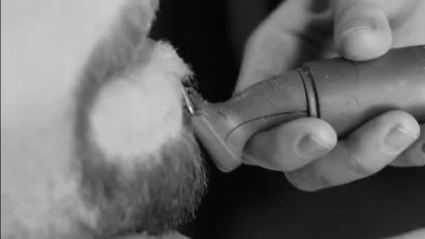 절단 및 손질 수염 올드 스타일 장면을 근접 촬영 — 비디오