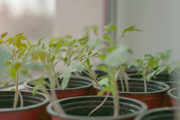 Plantar plántulas jóvenes en macetas. enfoque selectivo —  Fotos de Stock